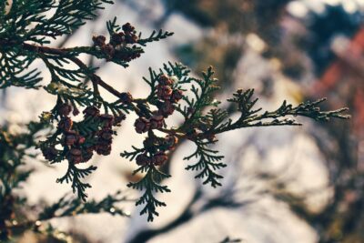 おかげさまで創立26周年